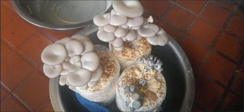 蘑菇菌包平菇菌棒榆黄菇菌包蘑菇菌种，厂家直销
