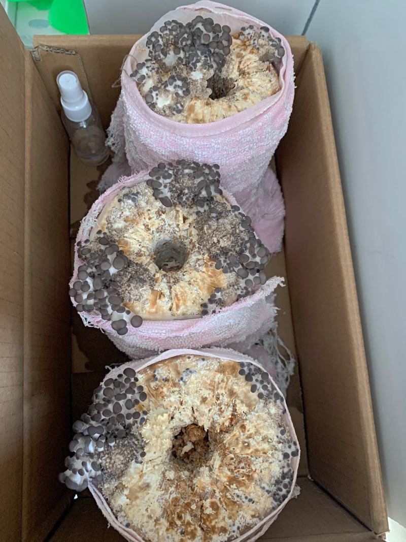 蘑菇菌包平菇菌棒榆黄菇菌包蘑菇菌种，厂家直销