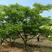 精品山楂树各种规格齐全自家苗圃物美价廉，价格美丽
