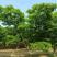 精品山楂树各种规格齐全自家苗圃物美价廉，价格美丽