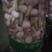 河南新鲜大蒜，精品红蒜，鲜蒜，优质货源，全国发货长期合作