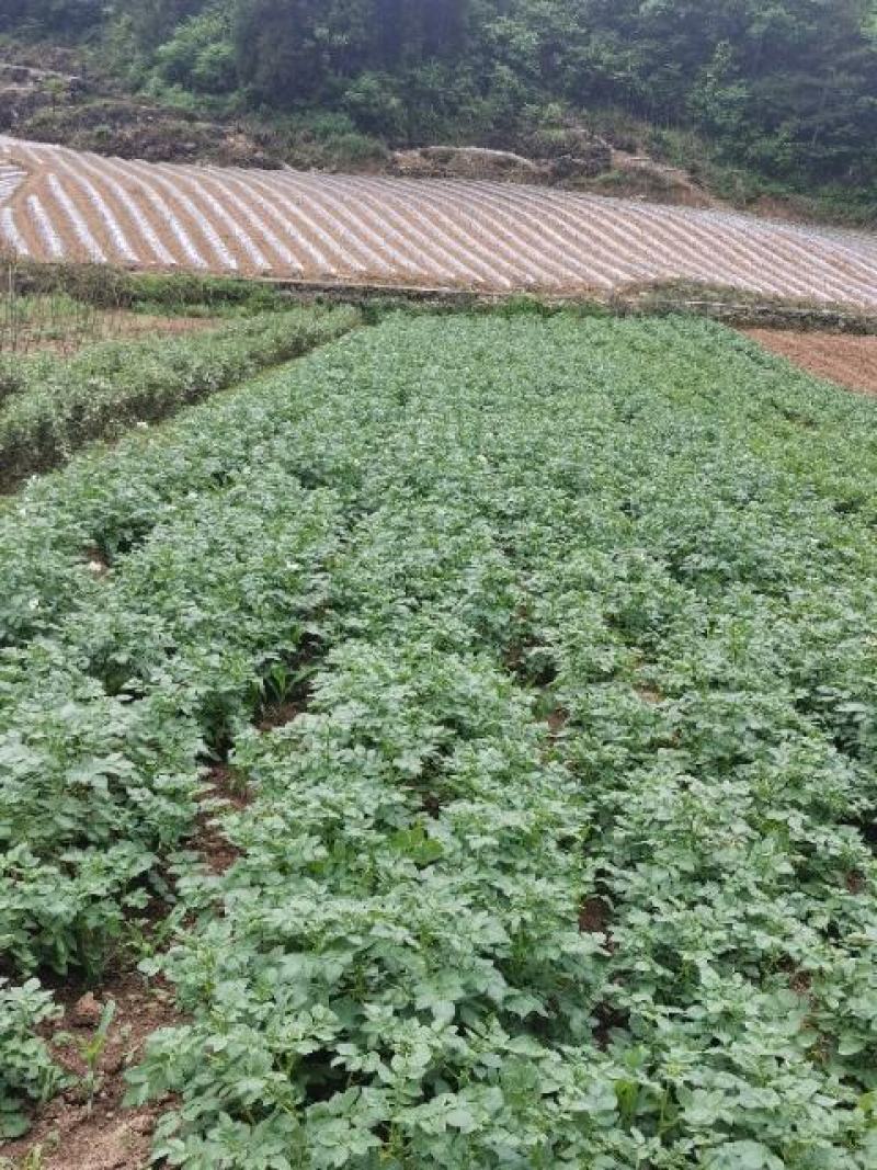 恩施富硒小土豆，大山里的美味