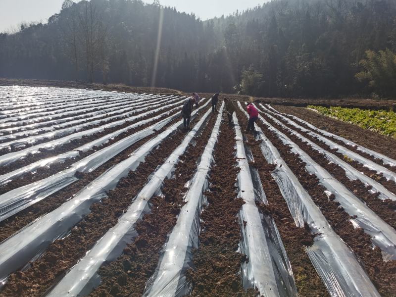 恩施富硒小土豆，大山里的美味