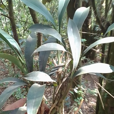 下山兔耳兰