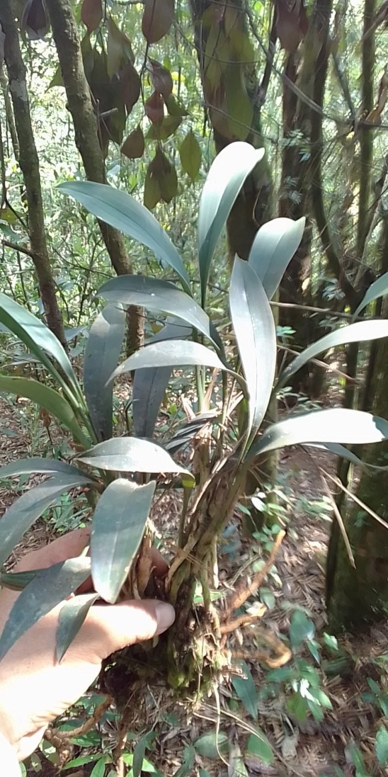 下山兔耳兰