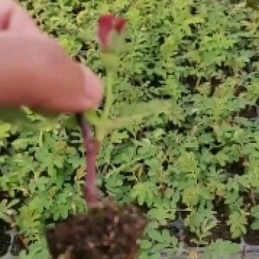天香玫瑰平阴丰花玫瑰一号营养钵苗平阴玫瑰苗
