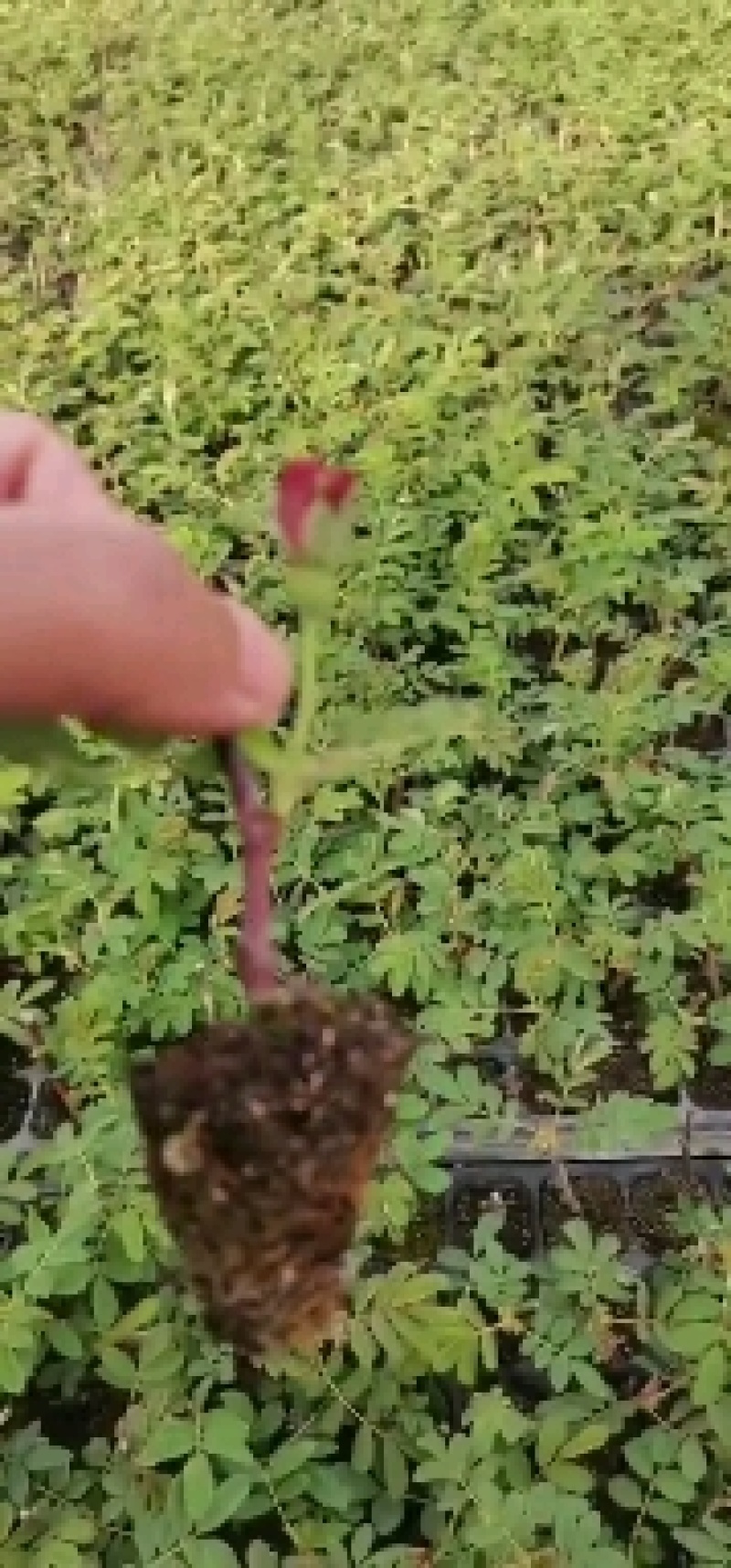 天香玫瑰平阴丰花玫瑰一号营养钵苗平阴玫瑰苗