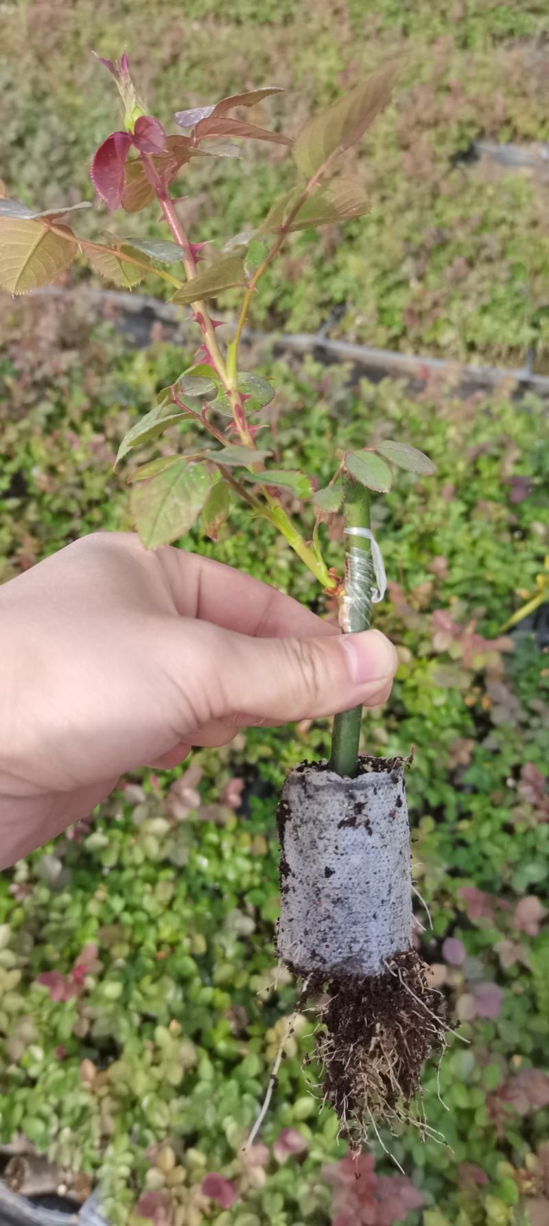 天香玫瑰平阴丰花玫瑰一号营养钵苗平阴玫瑰苗