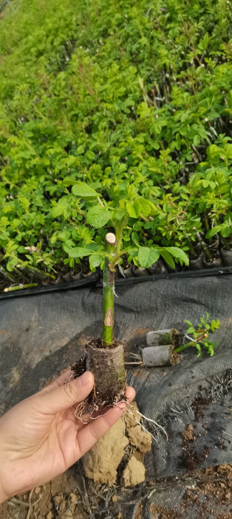 天香玫瑰平阴丰花玫瑰一号营养钵苗平阴玫瑰苗