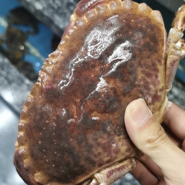 面包蟹，冰鲜鲜活黄道蟹，面包蟹，黄金蟹，靓货价格合适！