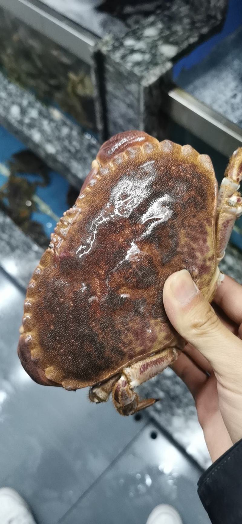 面包蟹，冰鲜鲜活黄道蟹，面包蟹，黄金蟹，靓货价格合适！