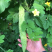 蔬菜