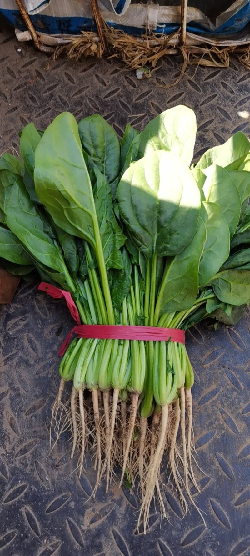 精品菠菜