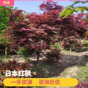 精品日本红枫，高低截1到12公分，大量出售！！！！