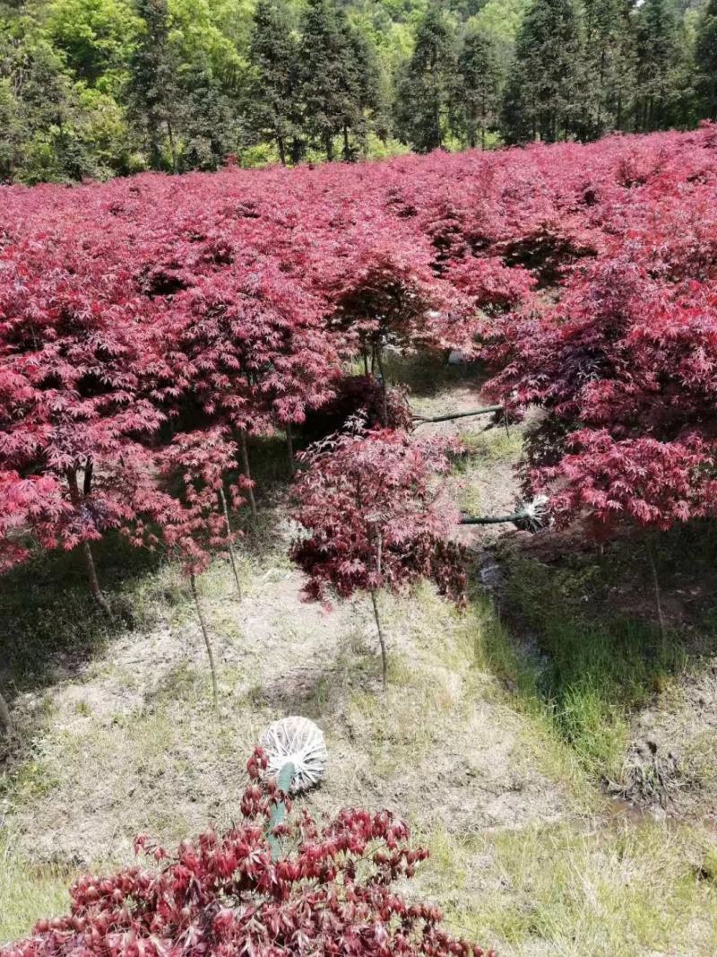精品日本红枫，高低截1到12公分，大量出售！！！！