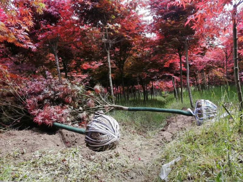 精品日本红枫，高低截1到12公分，大量出售！！！！