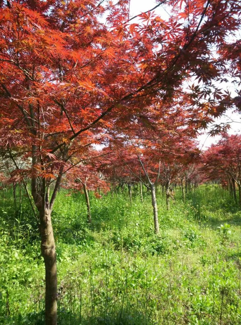 精品日本红枫，高低截1到12公分，大量出售！！！！
