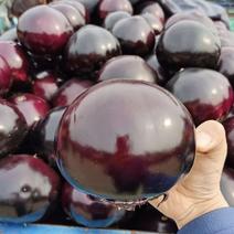 精品紫光园茄，现摘现发，产地直发，保证质量，一条龙服务！