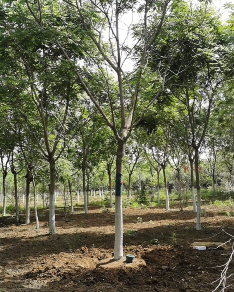 大量供应北京栾树5-20公分银杏红枫海棠等各种绿化树