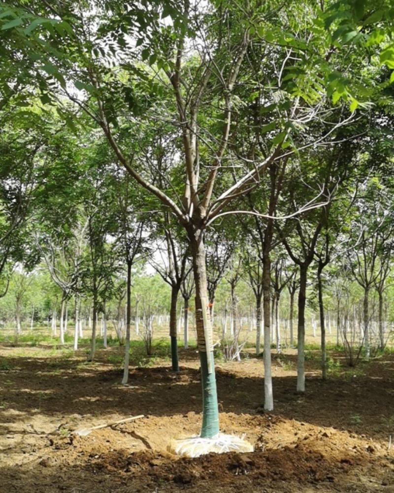 大量供应北京栾树5-20公分银杏红枫海棠等各种绿化树
