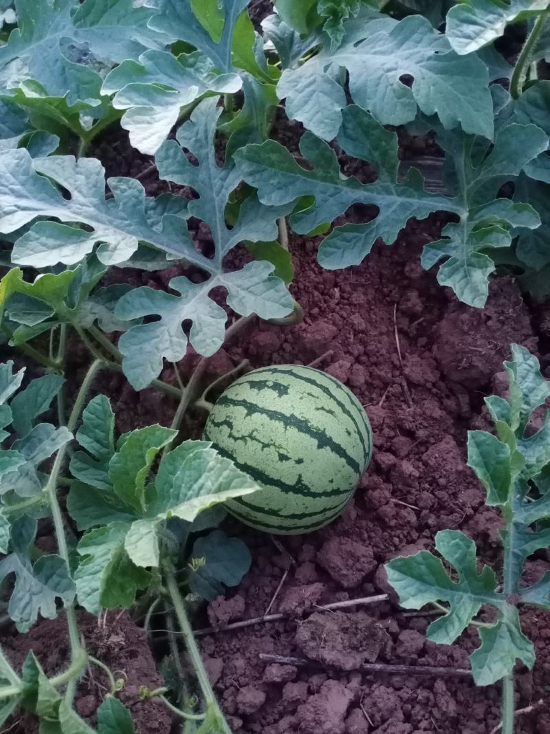 8424西瓜