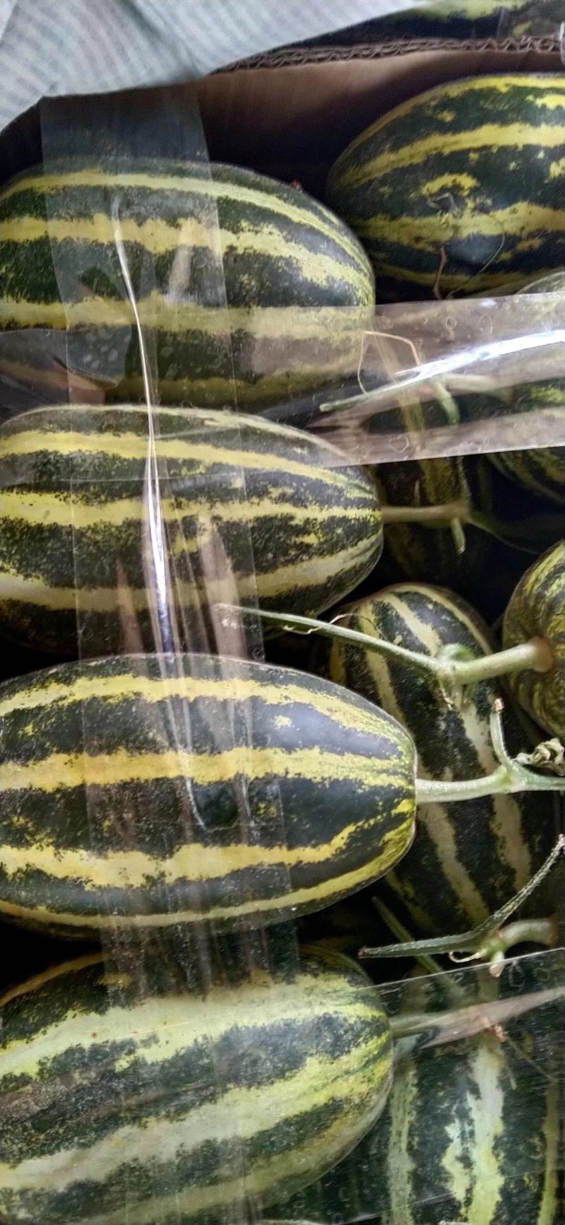 【推荐】博洋甜瓜万亩基地直发口感脆甜品质保证全国发货