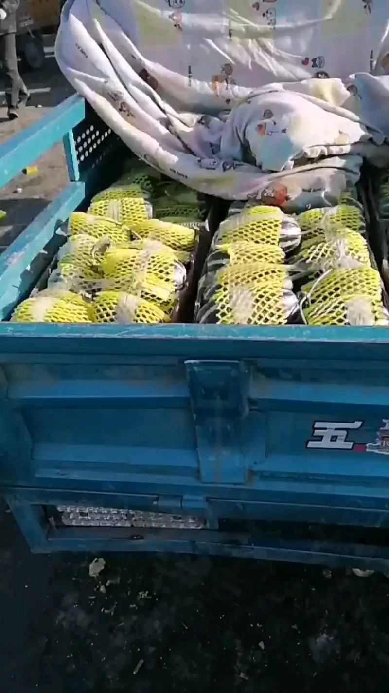 【推荐】博洋甜瓜万亩基地直发口感脆甜品质保证全国发货