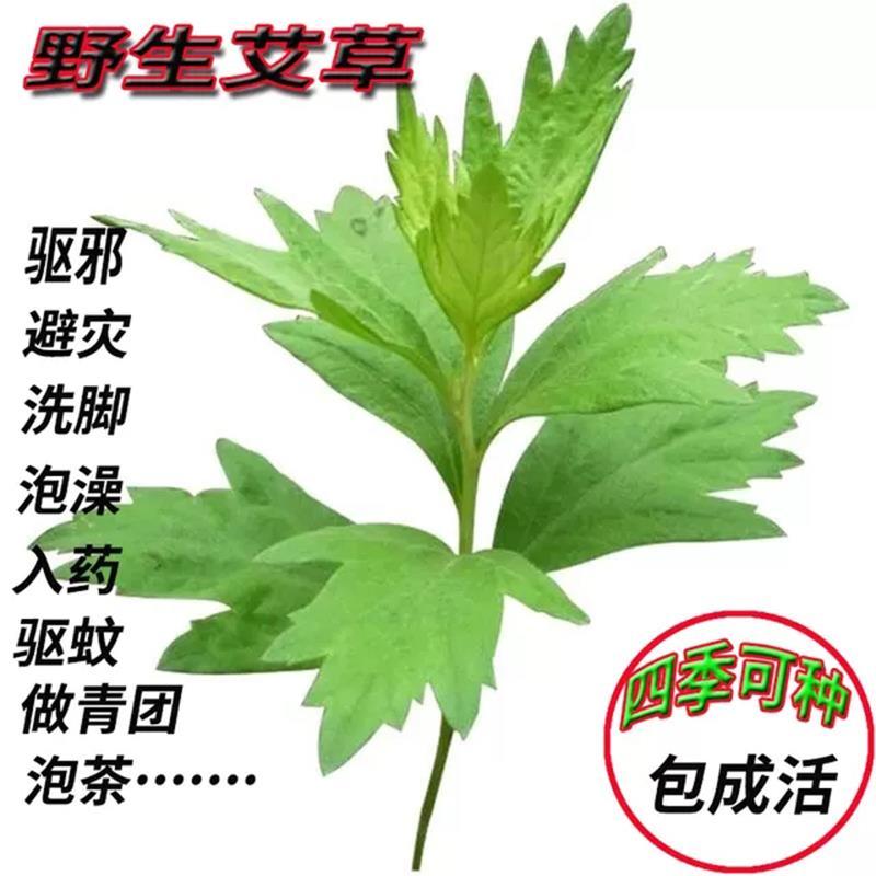 艾草苗包邮大叶药用蕲艾苗艾蒿苗泡脚艾灸四季
