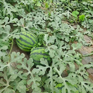 甜王西瓜，山东大棚西瓜，大量上市，诚信代办，货源充足