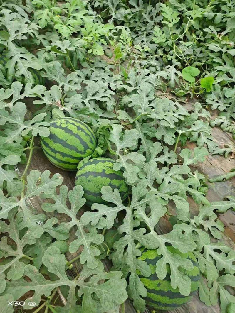 甜王西瓜，山东大棚西瓜，大量上市，诚信代办，货源充足