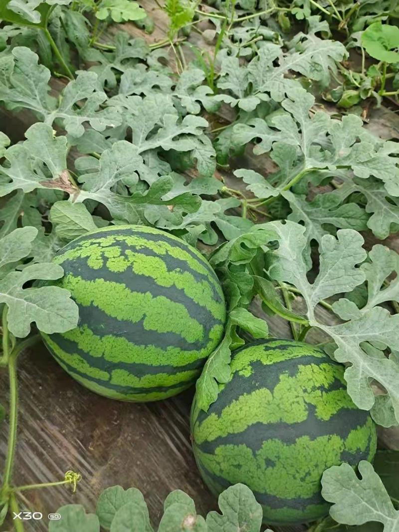 甜王西瓜，山东大棚西瓜，大量上市，诚信代办，货源充足