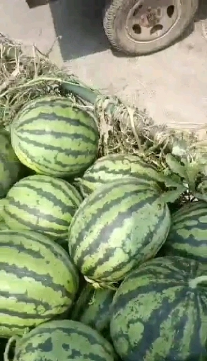 甜王西瓜，山东大棚西瓜，大量上市，诚信代办，货源充足