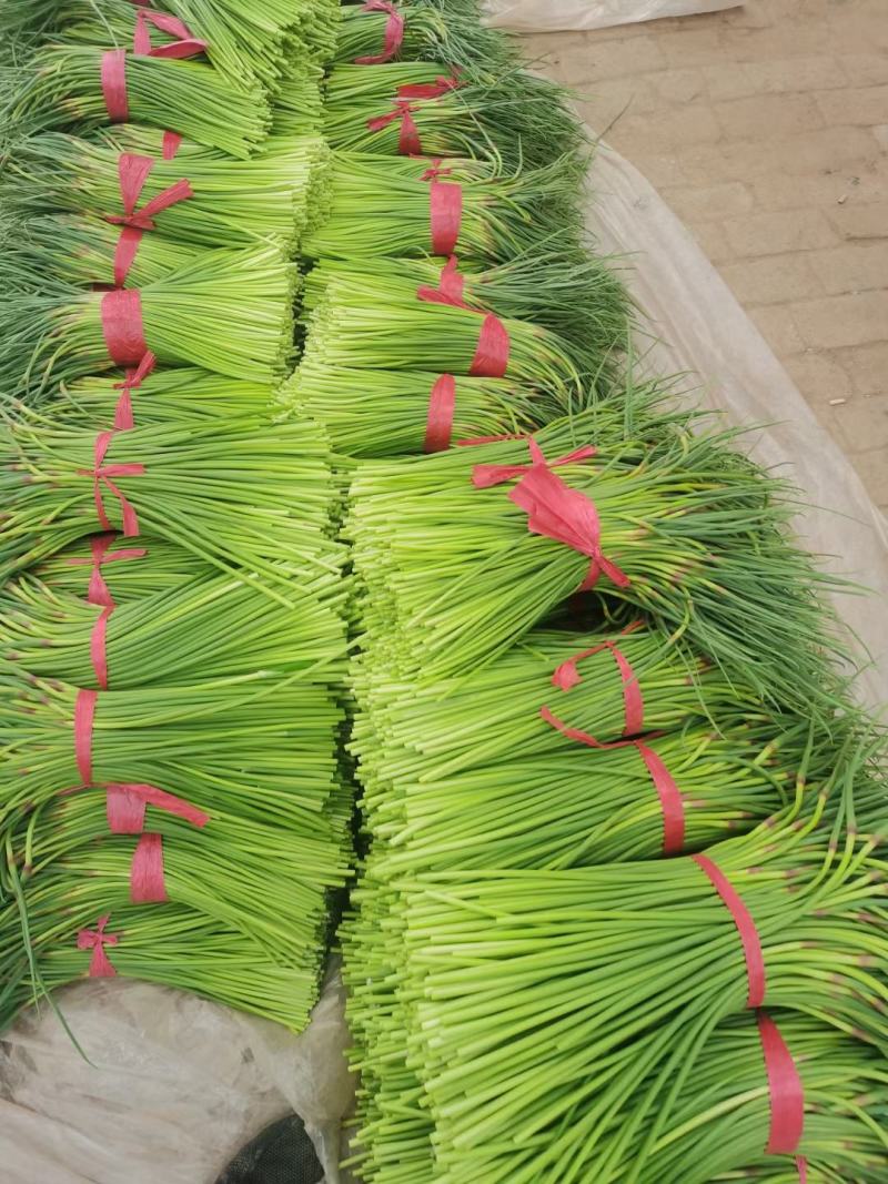 山东聊城·《红帽蒜薹》大量供应中·一手货源·价格便宜