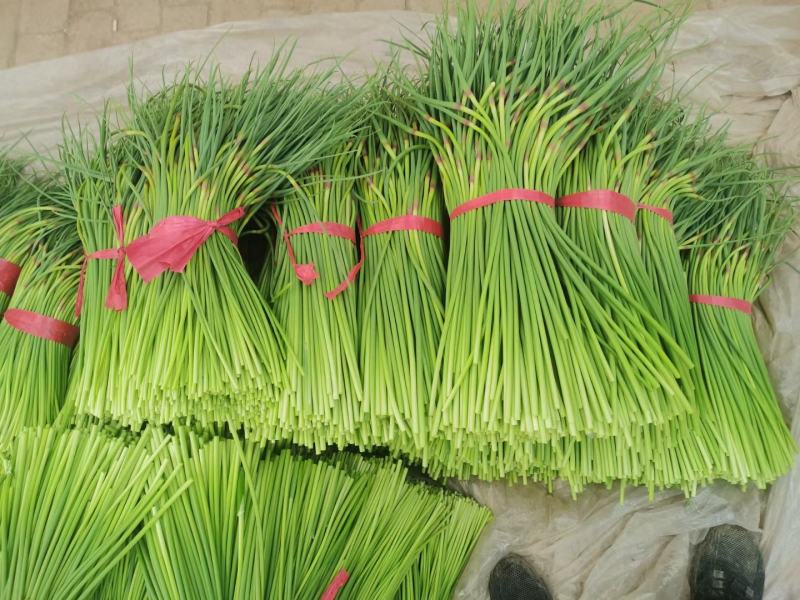 山东聊城·《红帽蒜薹》大量供应中·一手货源·价格便宜