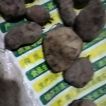 三叶青野生三叶青正品鲜货金线吊葫芦