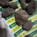 三叶青野生三叶青正品鲜货金线吊葫芦