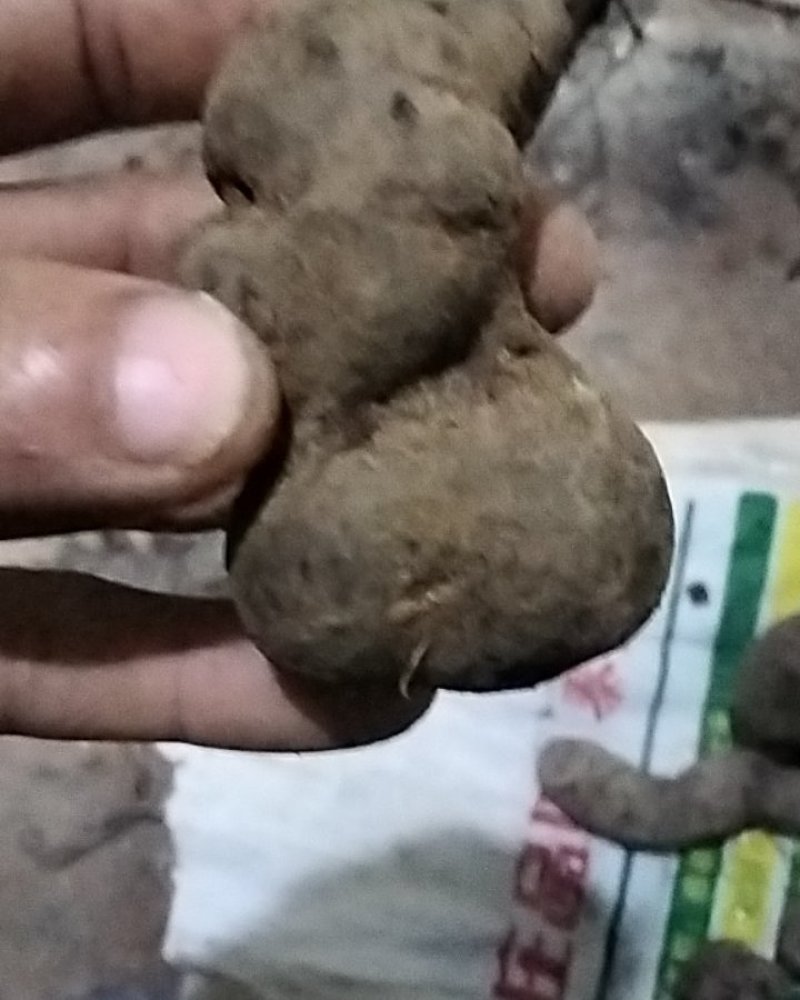 三叶青野生三叶青正品鲜货金线吊葫芦