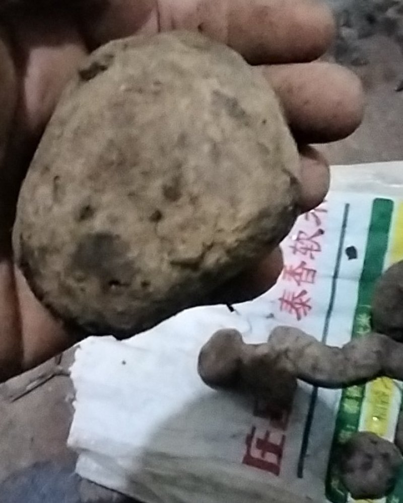 三叶青野生三叶青正品鲜货金线吊葫芦