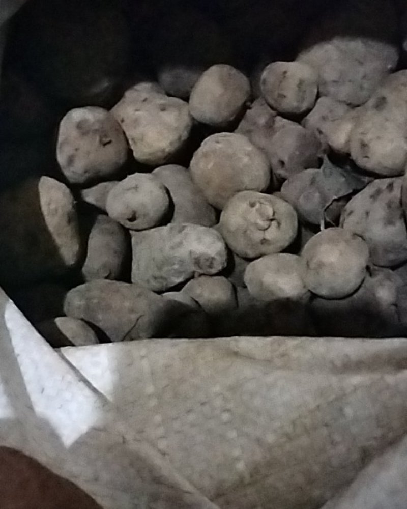 三叶青野生三叶青正品鲜货金线吊葫芦