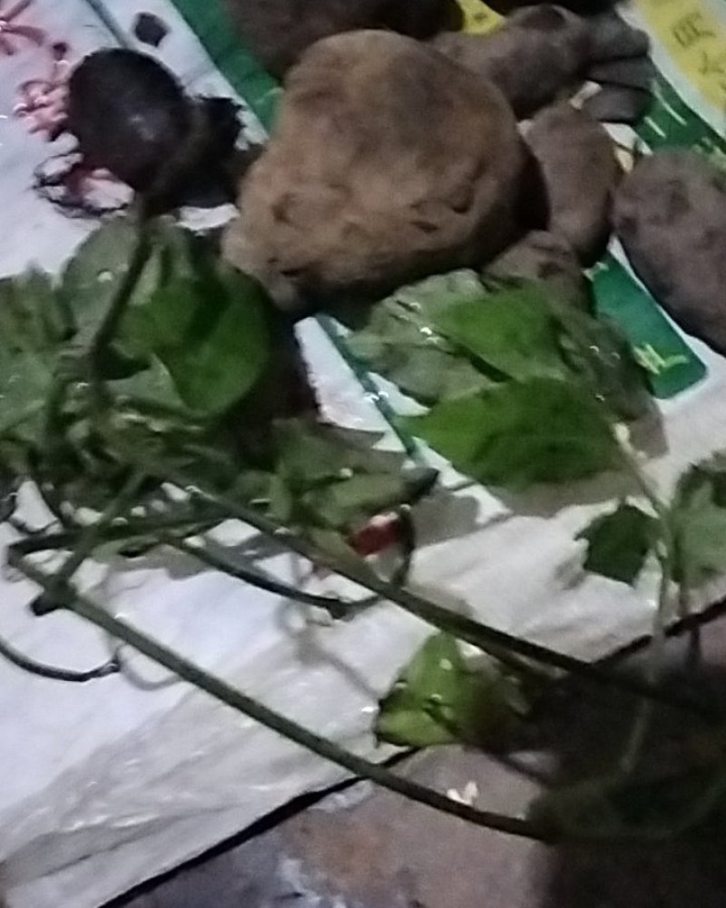 三叶青野生三叶青正品鲜货金线吊葫芦