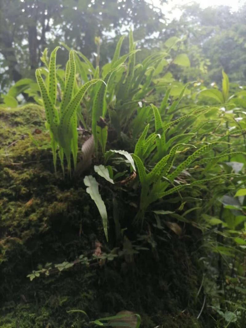 西藏化石草-小叶肾精茶-高品质新货-一斤起发全国包邮