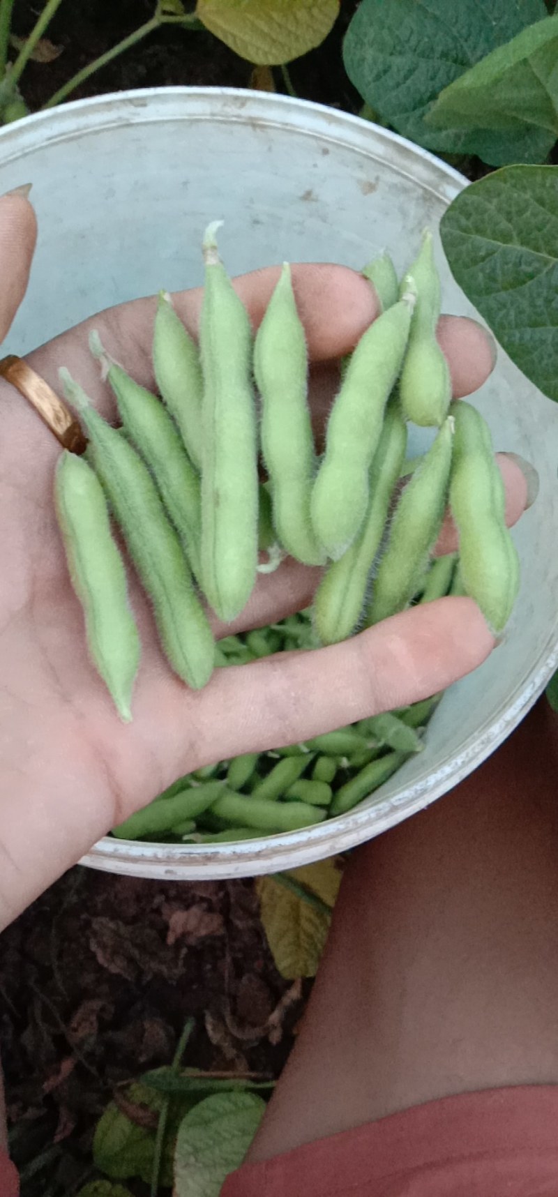 元谋毛豆大量上市