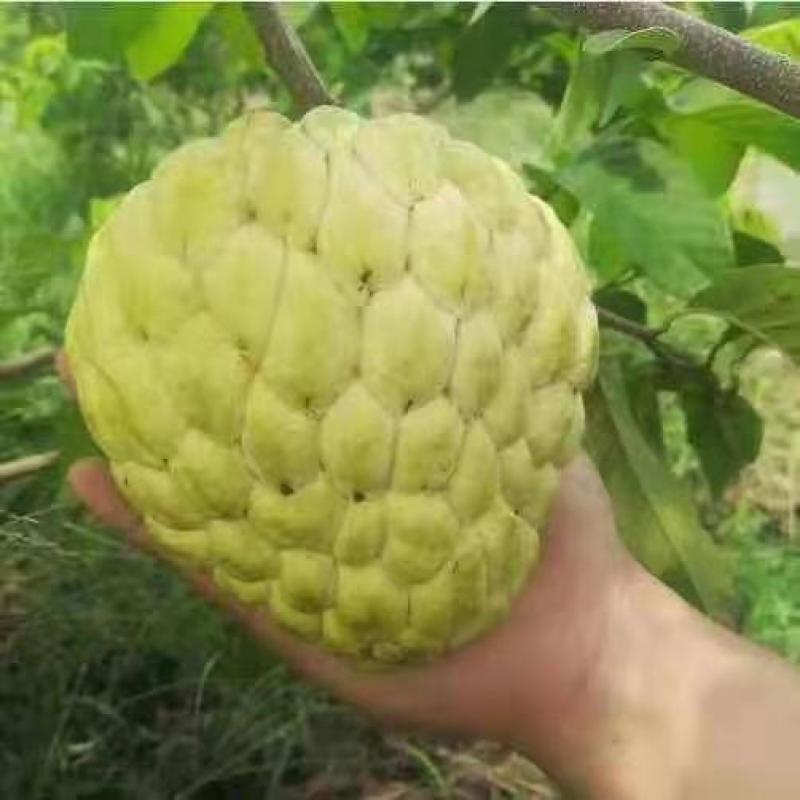 正品台湾凤梨释迦红皮释迦苗南北方合适包邮