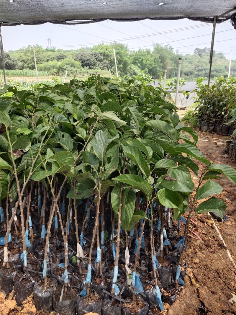 正品台湾凤梨释迦红皮释迦苗南北方合适包邮