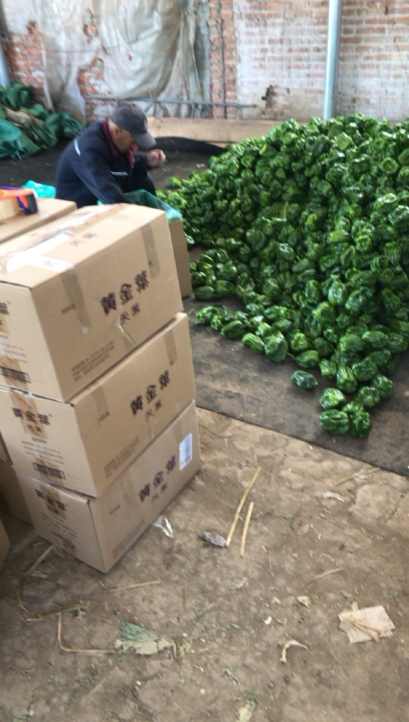 麻辣椒10~15厘米中辣青，质量好，刚刚上市