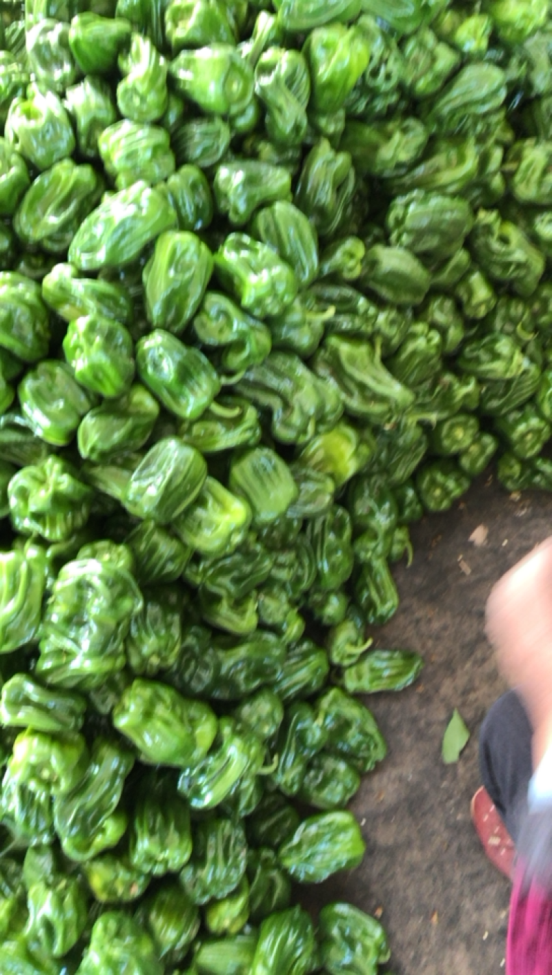 麻辣椒10~15厘米中辣青，质量好，刚刚上市