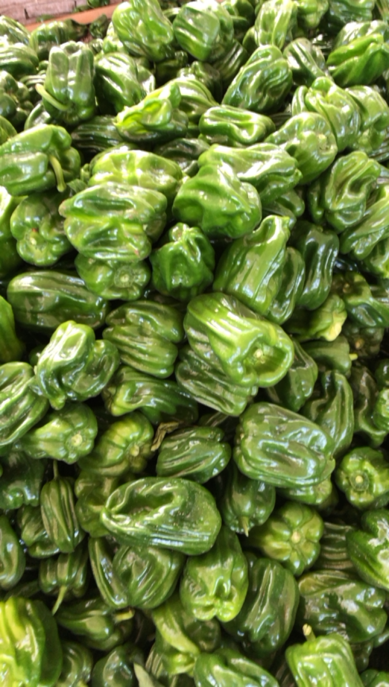 麻辣椒10~15厘米中辣青，质量好，刚刚上市
