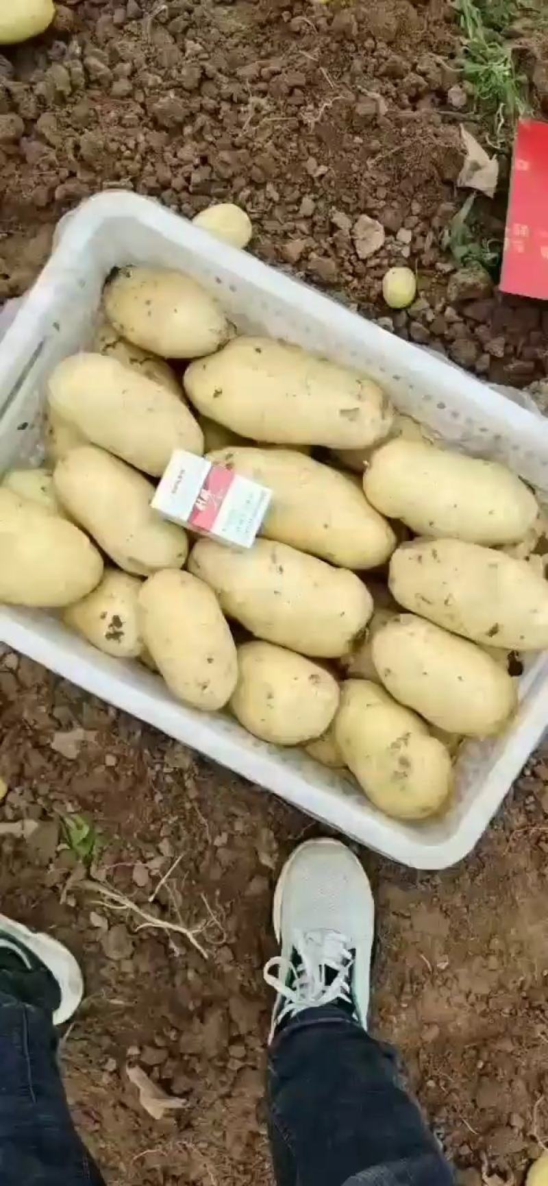 山东肥荷兰十五，土豆，三模棚，个头大，黄皮黄心，颜色亮，