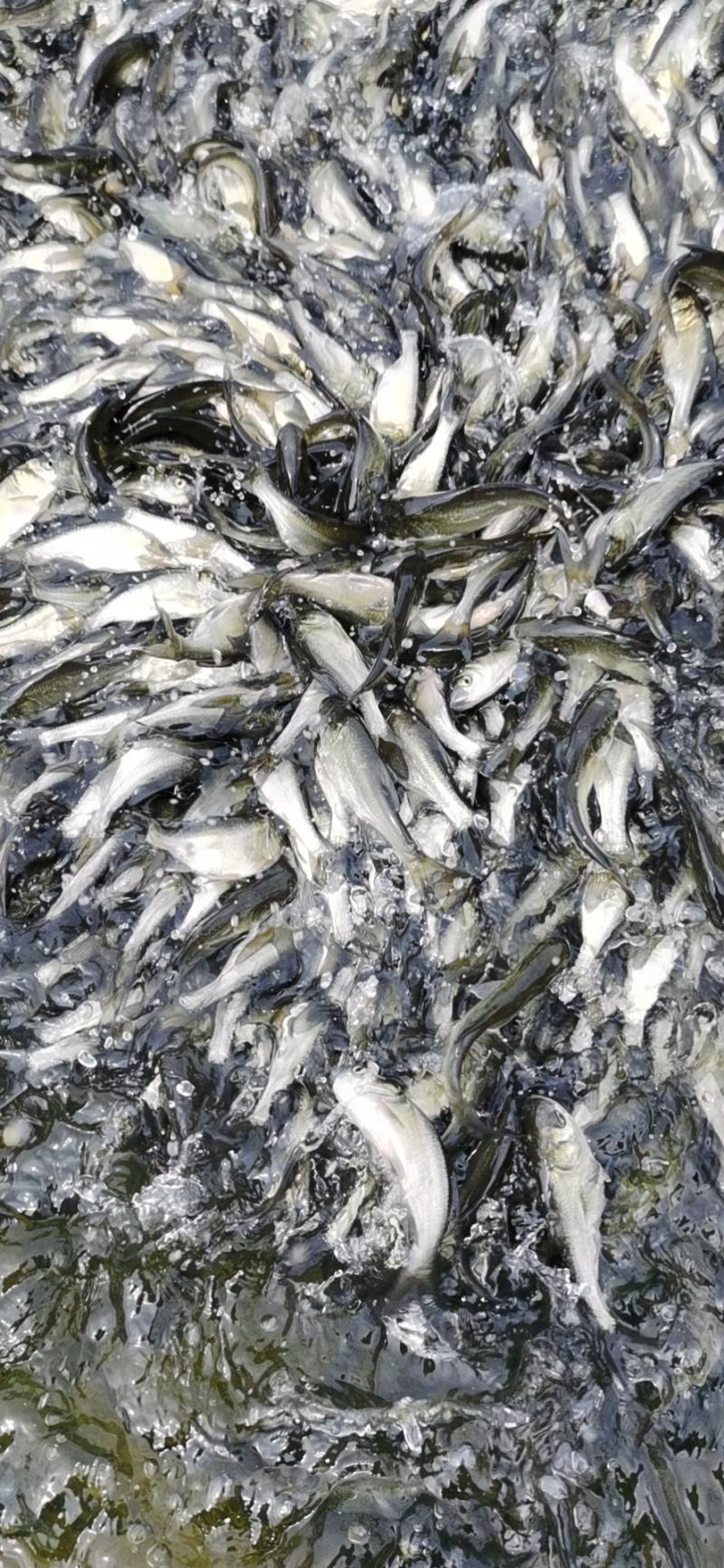 广东鱼苗、花鲢鱼苗、大头鱼、胖头鱼、基地直批价格优