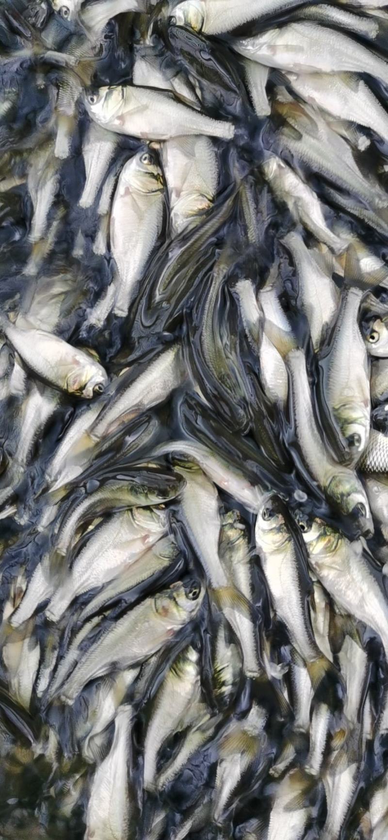 广东鱼苗、花鲢鱼苗、大头鱼、胖头鱼、基地直批价格优